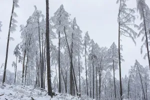 Deserted Woods Germany Stampe: Very sparse forest due to tree dieback