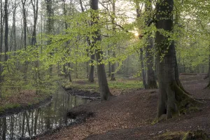 European Beech Tree Forests Stampe: Stream and beech forest in spring