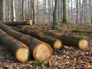 Tree Trunk Cross Section Stampe: Fallen tree trunks in the forest