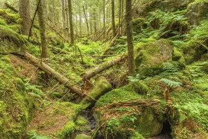 Deserted Woods Photography Stampe: Falling trees in a ravine in an old forest