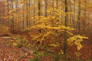 German Forests Stampe: Forest in autumn