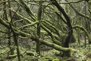 Cloud Forest Stampe: Moss-covered trees in a cloud forest