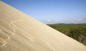 European Coniferous Tree Landscape Stampe: Pine forest at the dune of Pyla