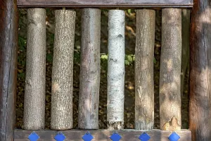 Central Europe Wooded Scenery Stampe: Sections of different tree trunks for comparison