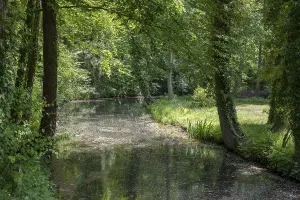 Uninhabited Woods Germany Stampe: Spring