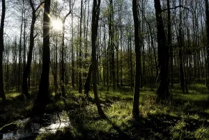 Spring Morning Scene Stampe: Spring in an alder forest
