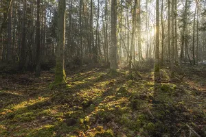 Sunbeams Through Trees Stampe: Sunbeams through the trees in a mountain forest in winter