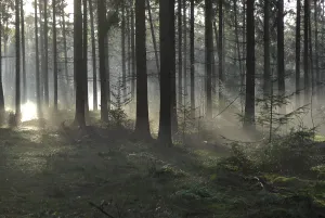 Forest Clearing Stampe: Sunlight and shadows in a forest