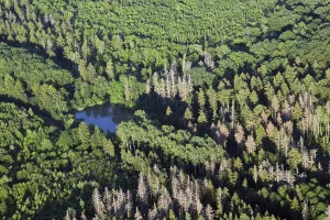 Spruce Tree Landscape Photo Stampe: Thuringia