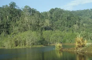 Primeval Forest Stampe: Primeval forest on Java