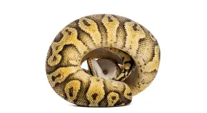 Ball Python Stampe: Ball python, python regius, curled into a tight ball