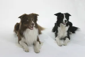 Friendly Animal Stampe: Border-Collies