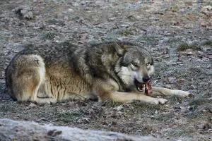 Wolf Attentive Behavior Stampe: Devouring wolf