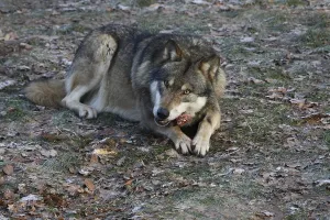 Animal Feed Behavior Stampe: Devouring wolf
