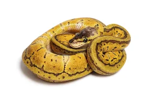 Ball Python Stampe: Lemon blast ball python, python regius