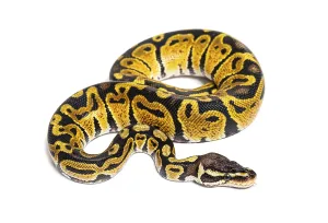 White Background Animal Image Stampe: Pastel ball python, Python Regius