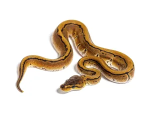 Wildlife Photography Snakes Stampe: Pinstripe ball python, python regius