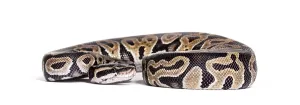 Python Regius Stampe: Python regius, against white background