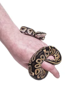 Pitone Reale Stampe: Pezzo di serpente reale, contro sfondo bianco.