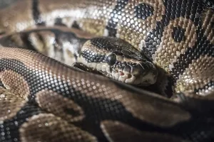 Ball Python Stampe: Royal Python, or Ball Python (Python regius)