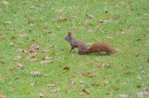 Bird Feeder Station Stampe: Squirrel eats nuts Squirrel eats nuts