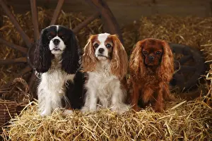Ruby Cavalier King Charles Spaniel Stampe: Cavalier King Charles Spaniel, ruby