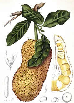 Historic Artwork Reproduction Stampe: Cempedac tree, Artocarpus integer