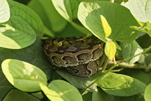 Stampe di Pitone di terra centrafricano (Python sebae), giovane animale sdraiato in spirale tra foglie, Parco Nazionale delle cascate di Murchison, Uganda Pitone Delle Rocce Africano Stampe: Pitone di terra centrafricano (Python sebae)