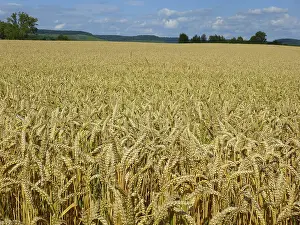 Plant Life Stampe: Cereals