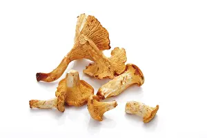 Edible Mushrooms Stampe: Chanterelles