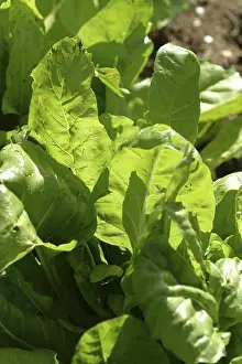 Leafy Vegetable Meal Stampe: Chard