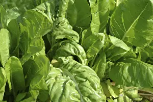 Leafy Vegetables Nutrition Stampe: Chard