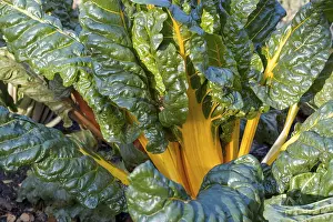 Leafy Greens Nutrition Stampe: Chard, yellow-stemmed, vegetable patch