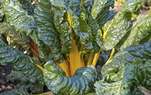 German Vegetable Garden Stampe: Chard, yellow-stemmed, vegetable patch