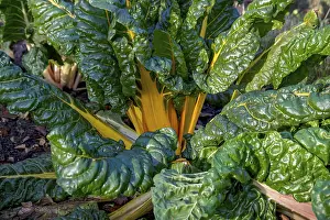 Leafy Vegetable Nutrition Stampe: Chard, yellow-stemmed, vegetable patch