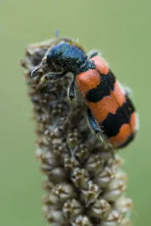 Tyrol Austria Wildlife Stampe: Checkered Bee Beetle (Trichodes apiarius)