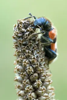 Stampe di Calabrone a scacchi (Trichodes apiarius), giardino delle erbe di Gertrude Messner, Brandenberg, Tirolo, Austria, Europa Calabrone a scacchi (Trichodes apiarius) Coleotteri A Scacchiera Stampe: Calabrone a scacchi (Trichodes apiarius)