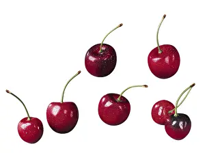 Studio Shot Cherries Stampe: Cherries