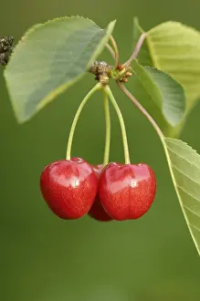 Cherry Tree Stampe: Cherries on the tree