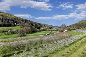 Cherry Blossoms Germany Stampe: Cherry blossoms, cherry trees, spring