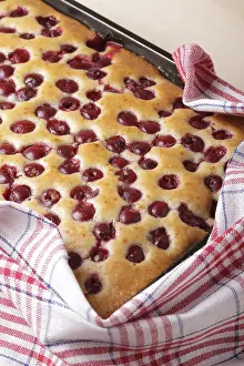 Baked Goods Close View Stampe: Cherry sponge cake closeup, opened after baking