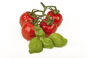 Tomato Nutrition Facts Stampe: Cherry tomatoes with basil