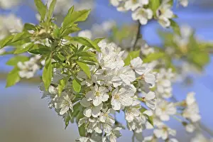 Fruit Blossoms In May Stampe: Cherry tree in bloom
