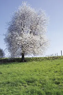 Nature Botany Photography Stampe: Cherry Tree in bloom on a meadow