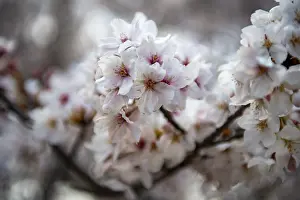 Springtime In Tokyo Japan Stampe: Cherry tree blossoms in spring
