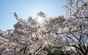 Cherry Blossoms Tokyo Stampe: Cherry tree blossoms in spring