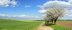 Cherry Trees In Bloom Stampe: Cherry trees in full bloom, field path through fields in spring