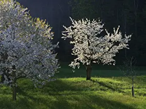 Fruit Tree Photography Stampe: Cherry trees in bloom, Walchwil
