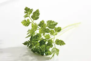 Studio Flower Shots Stampe: Chervil