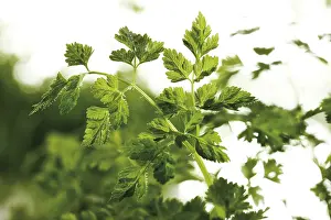 Spermatophyte Plant Life Stampe: Chervil